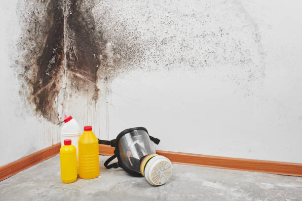 Best Post-Flood Mold Remediation in Paterson, NJ