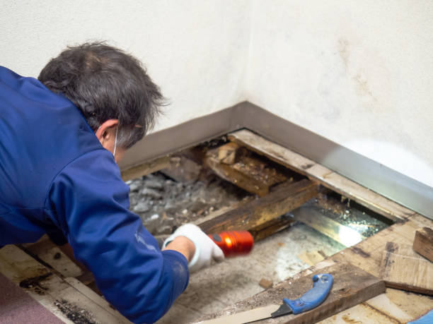 Paterson, NJ Mold Remediation Company