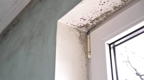Best Crawl Space Mold Remediation in Paterson, NJ