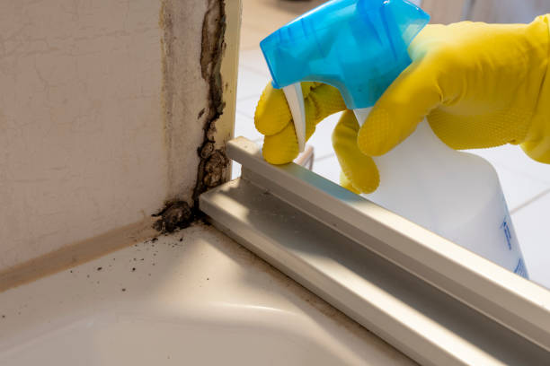 Best Mold Remediation for Schools in Paterson, NJ