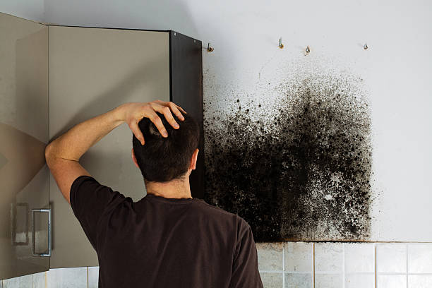 Best Kitchen Mold Remediation in Paterson, NJ