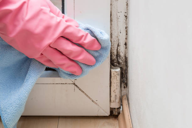 Best Basement Mold Remediation in Paterson, NJ