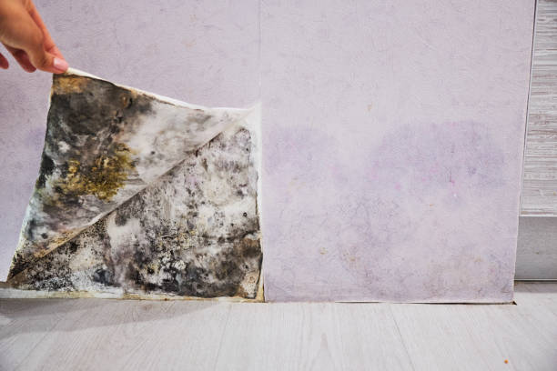 Best Insurance-Related Mold Remediation in Paterson, NJ